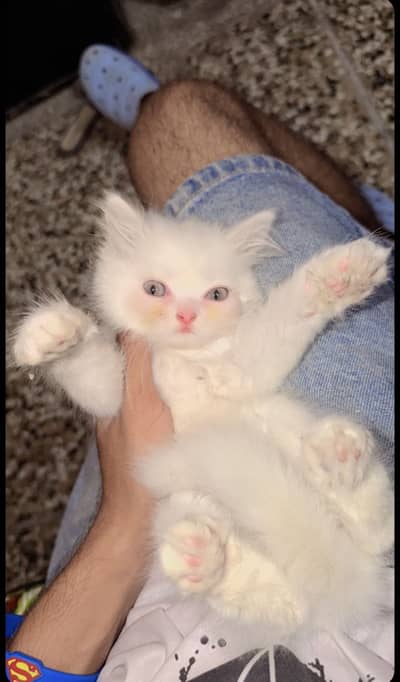 Cute kitten