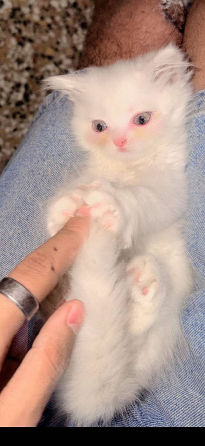 Cute kitten 1
