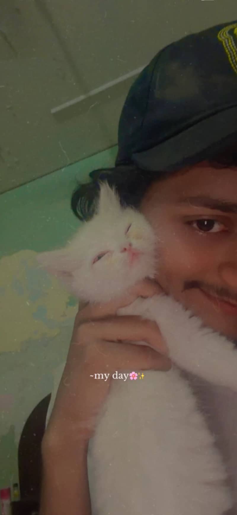 Cute kitten 2