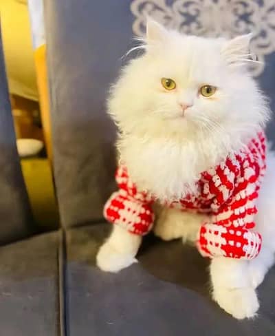 (Persian female kitten) (for sale all) (Pakistan delivery available)