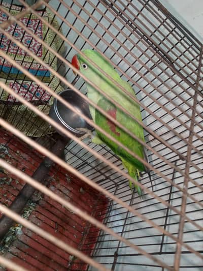parrot female ha jagli