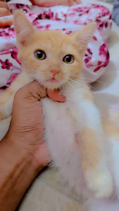 kitten for adoption
