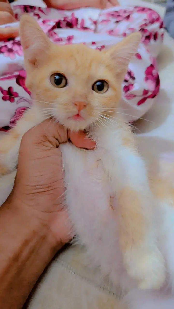 kitten for adoption