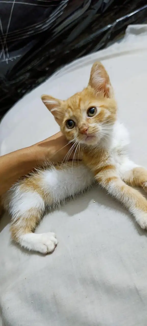 kitten for adoption — photo 2