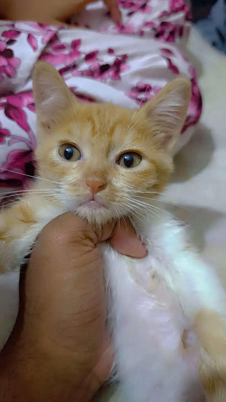 kitten for adoption — photo 3