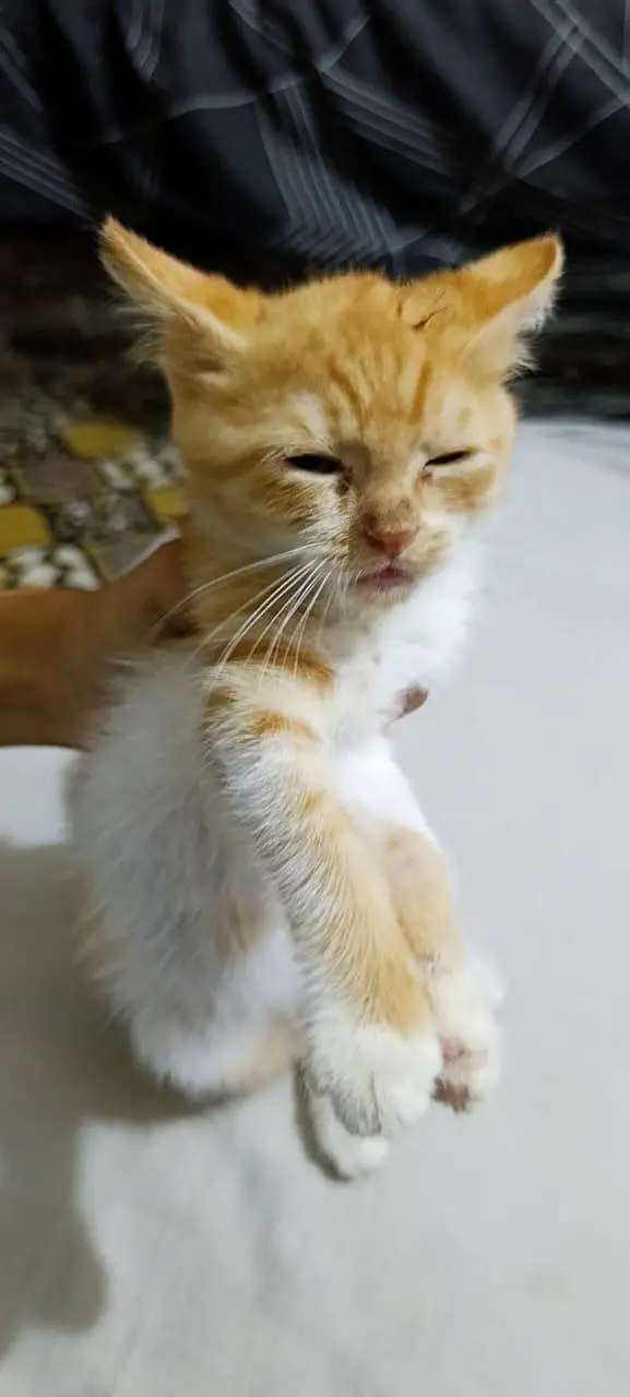 kitten for adoption — photo 4
