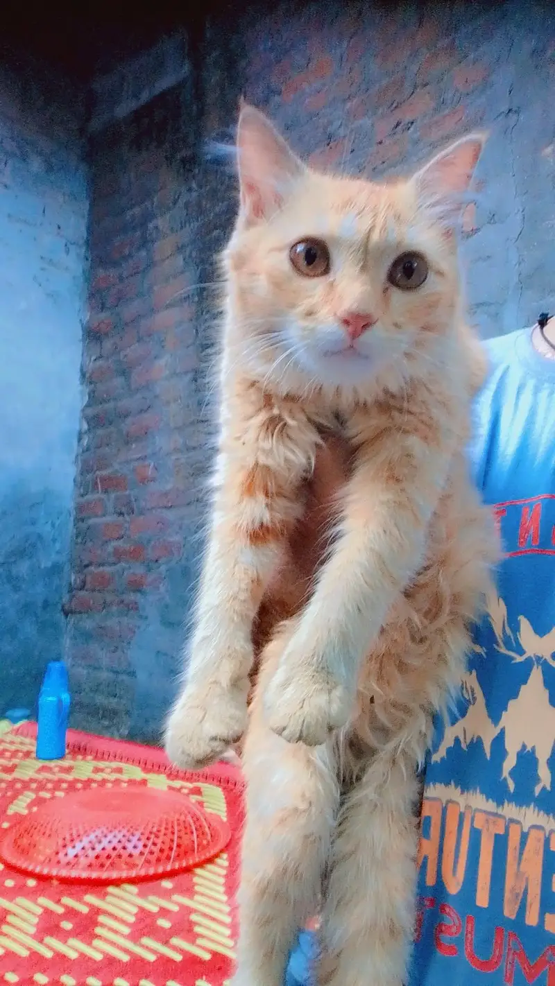 kitchen cates Ghar ke ha