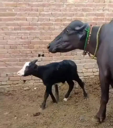 Ravi buffalo