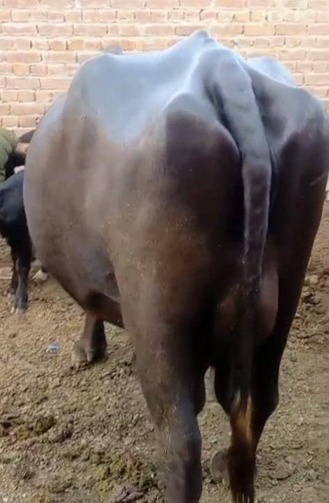 Ravi buffalo 1