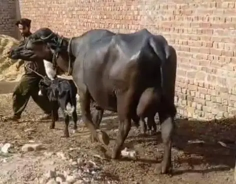 Ravi buffalo — photo 3