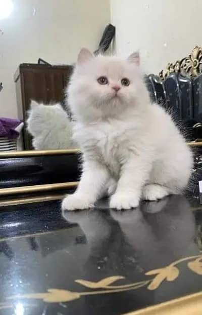 (Persian female kitten) (for sale all) (Pakistan delivery available)