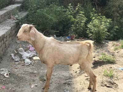 Tapra bakra