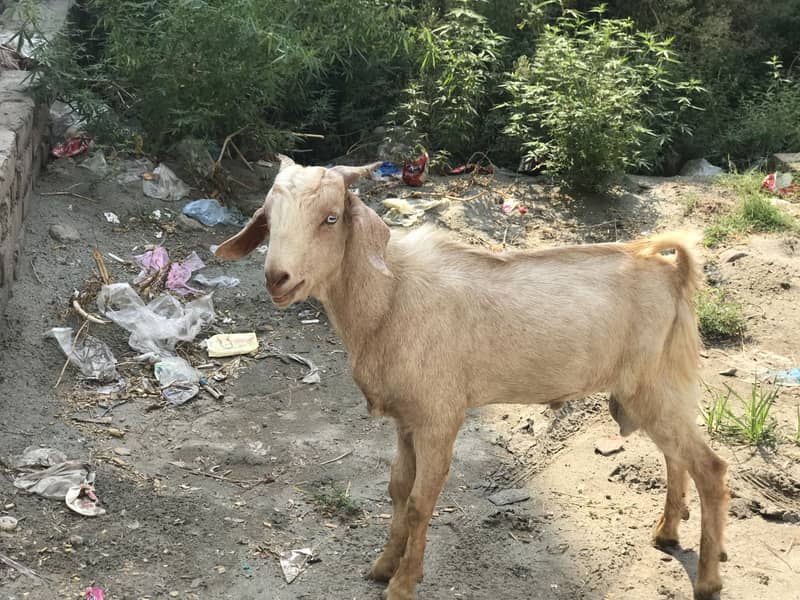 Tapra bakra 1