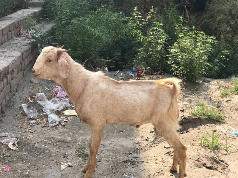 Tapra bakra 2