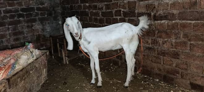 3 bakriya for sale (0327.0903036)