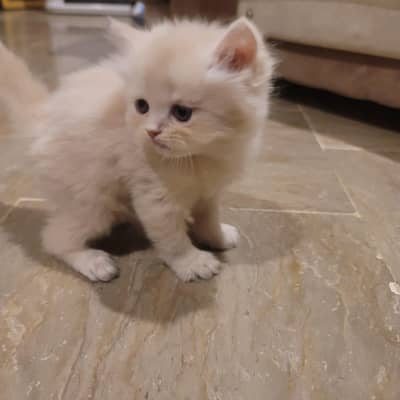 Kittens for Sale