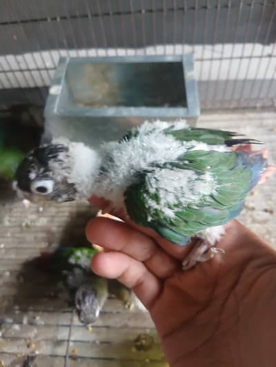 Green Chick Conure