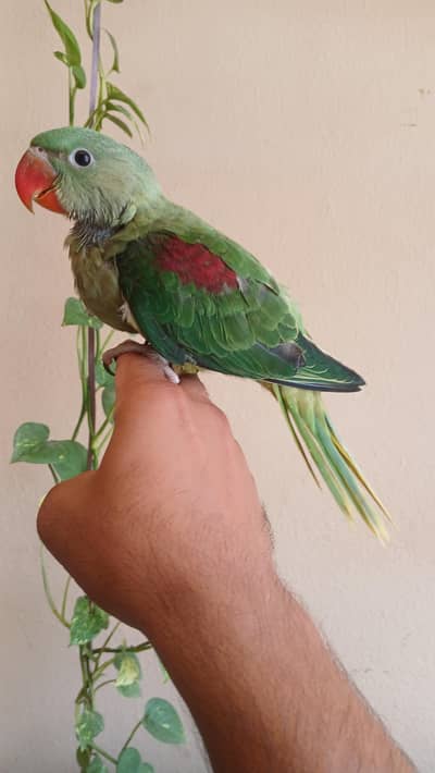 Parrot for sale