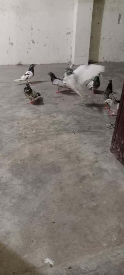kabooter