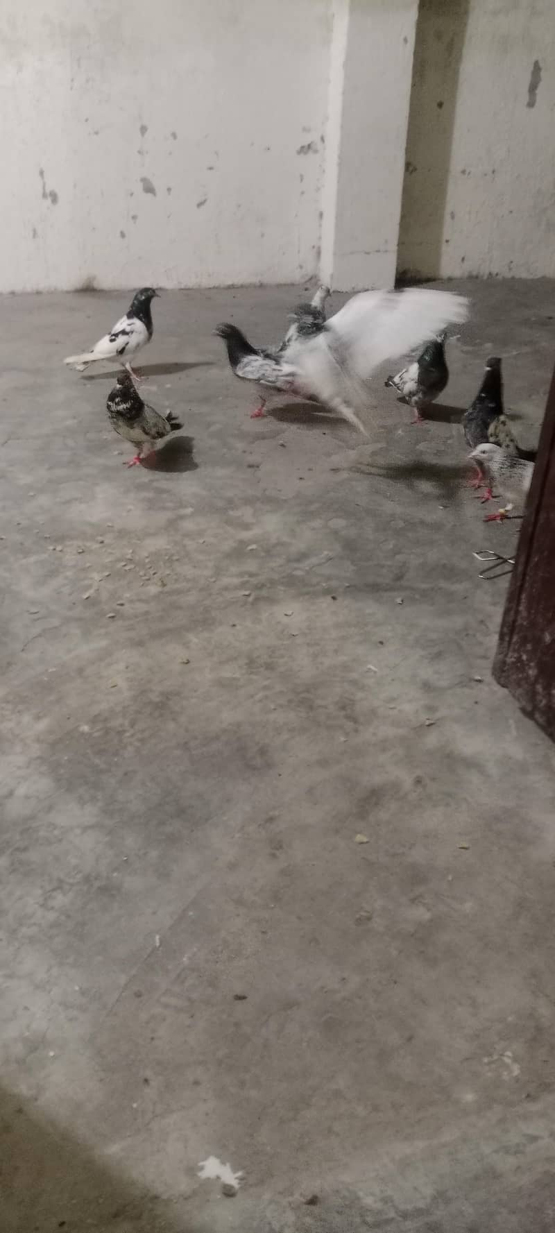 kabooter 0