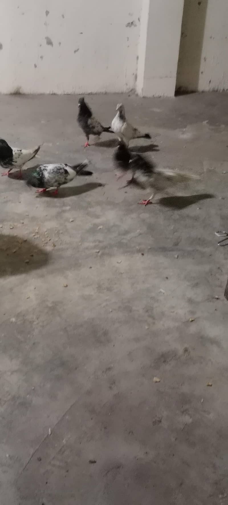 kabooter 1