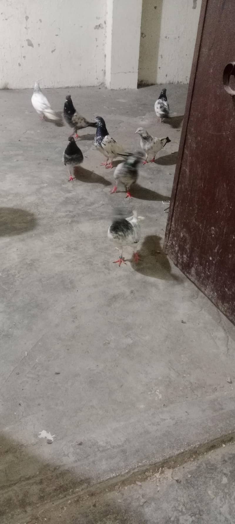 kabooter 2
