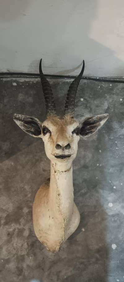 Preserved Deer Head Wall Mounted