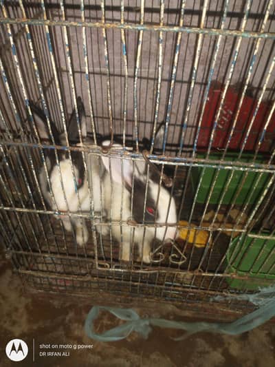 breedar pair with cage 0348/2674074