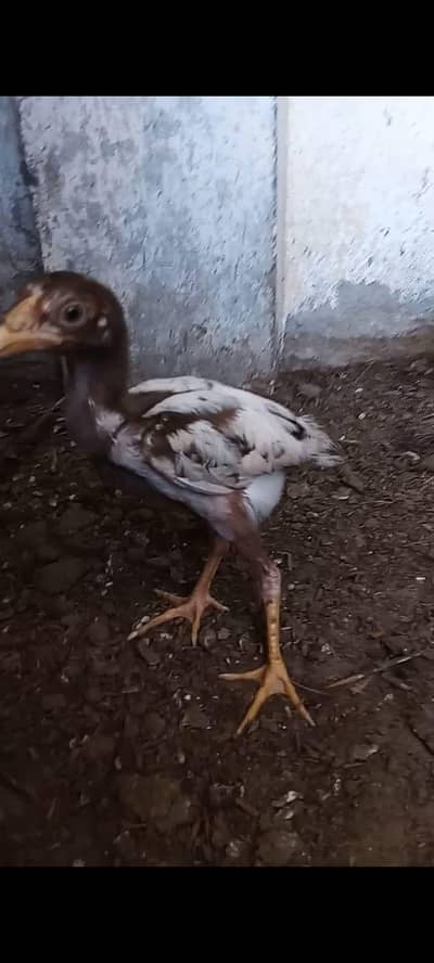 aseel chicks AK bacha 950