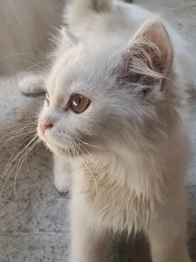 persian kitten