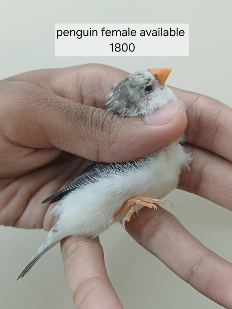 finches 0