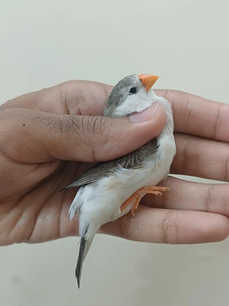 finches — photo 4