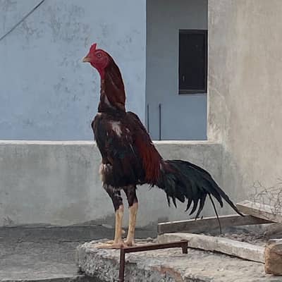 lakha aseel