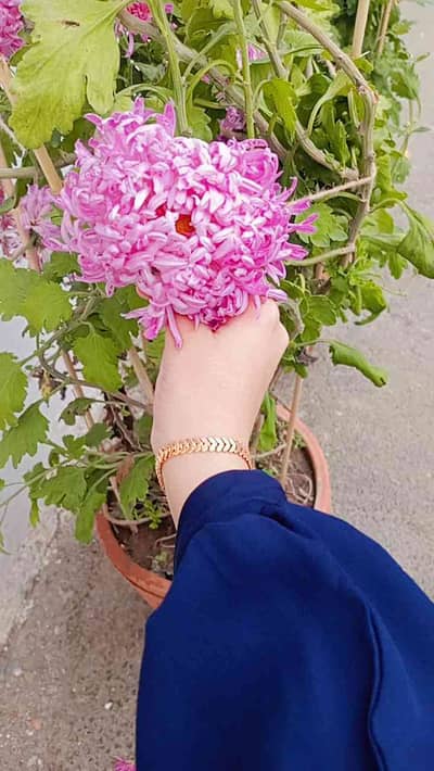 Meerab collection
