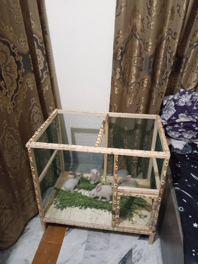*Healthy Karachi Local Rabbit BabiesHeat Resistant | Home Breed*