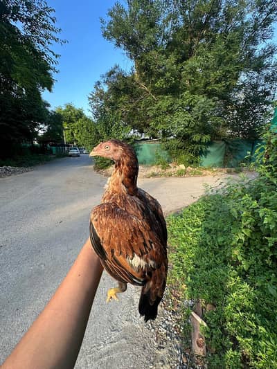 Aseel for sale