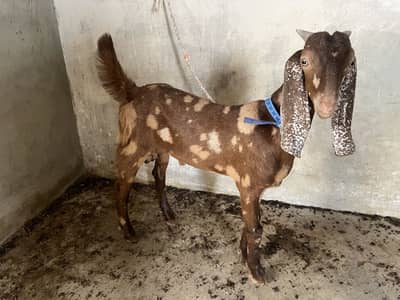 4 Male Goat Available 