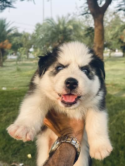 Highly Pedigreed Alaskan Malamute Pup
