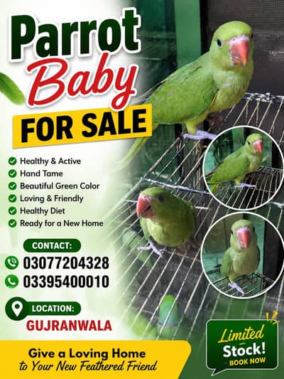 parrot baby hand tame