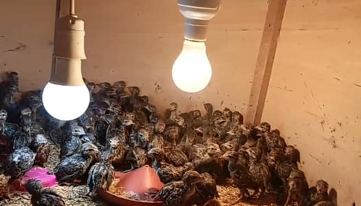Chakur Chicks For Sale