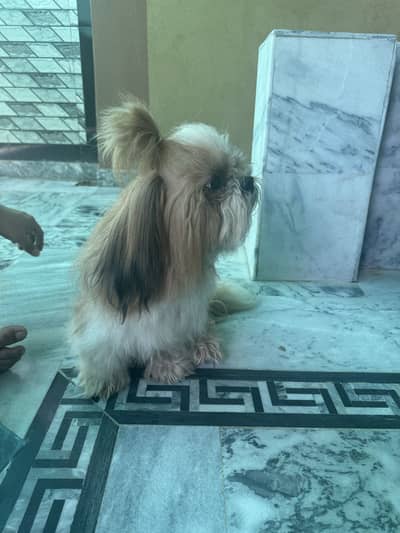 1 shitzu pair and 1 poddle female for sale