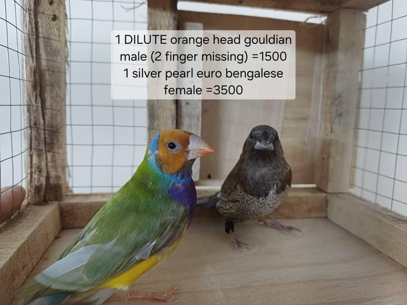 finches 3
