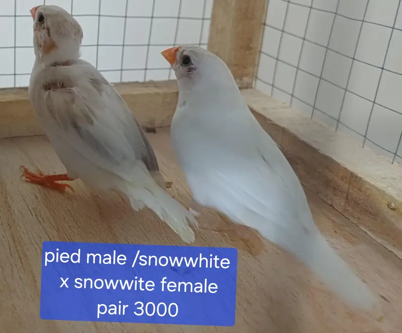 finches — photo 8