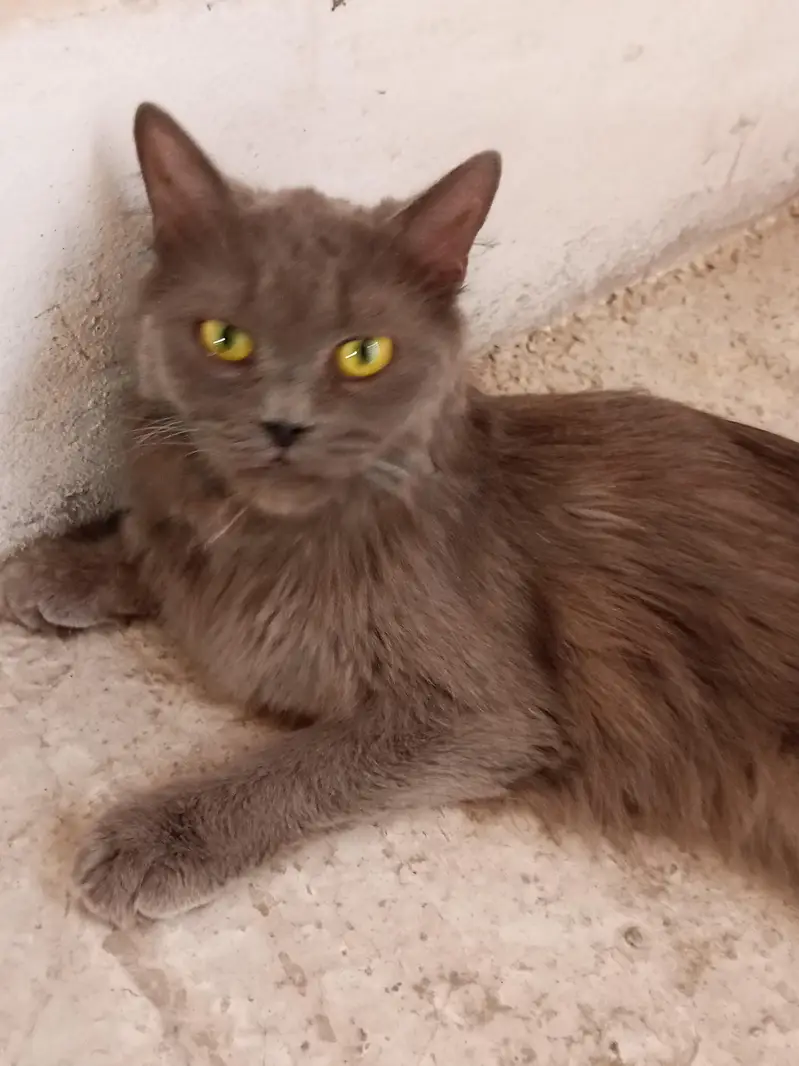 cute grey female for sale