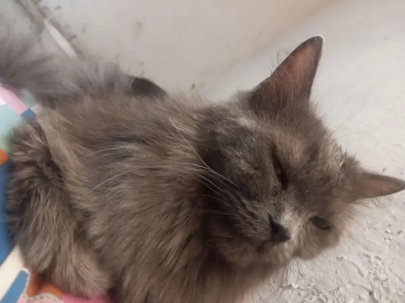 cute grey female for sale — photo 2