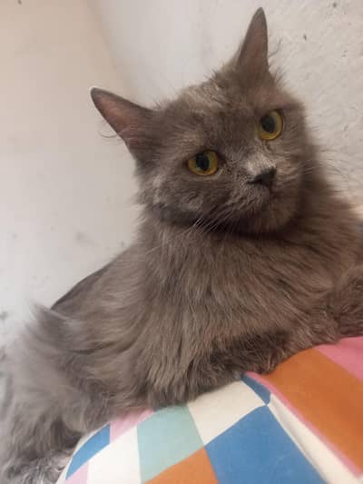cute grey female for sale