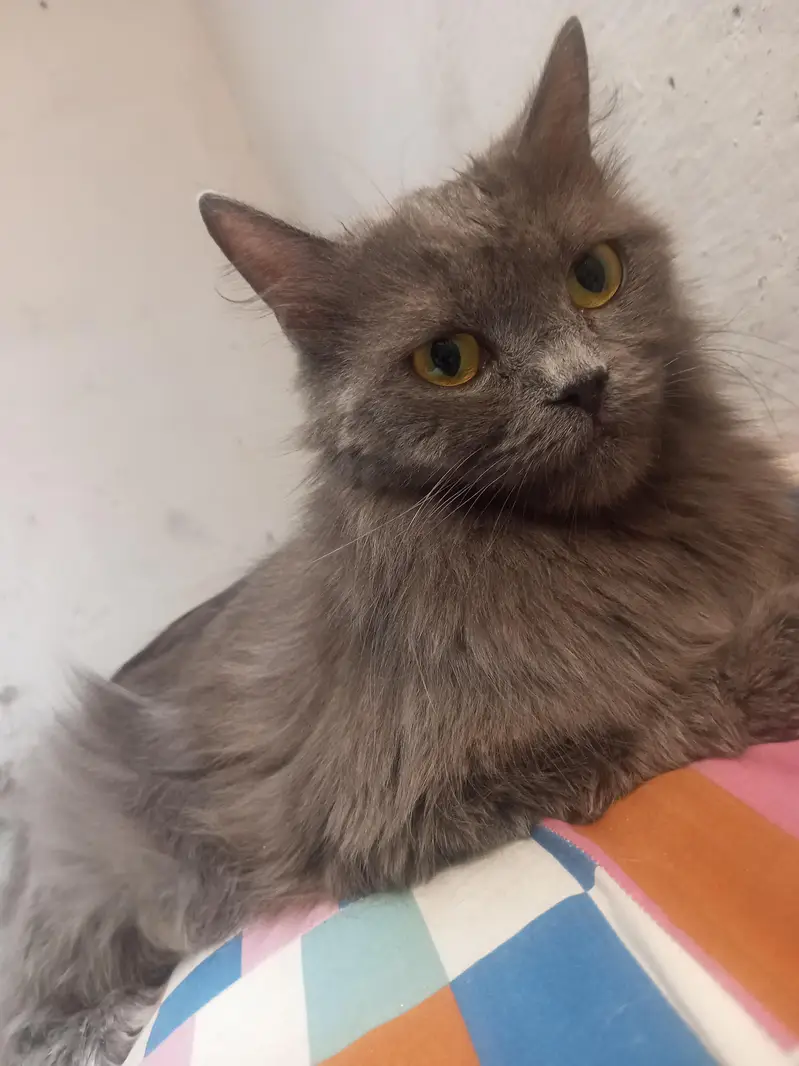 cute grey female for sale — photo 3