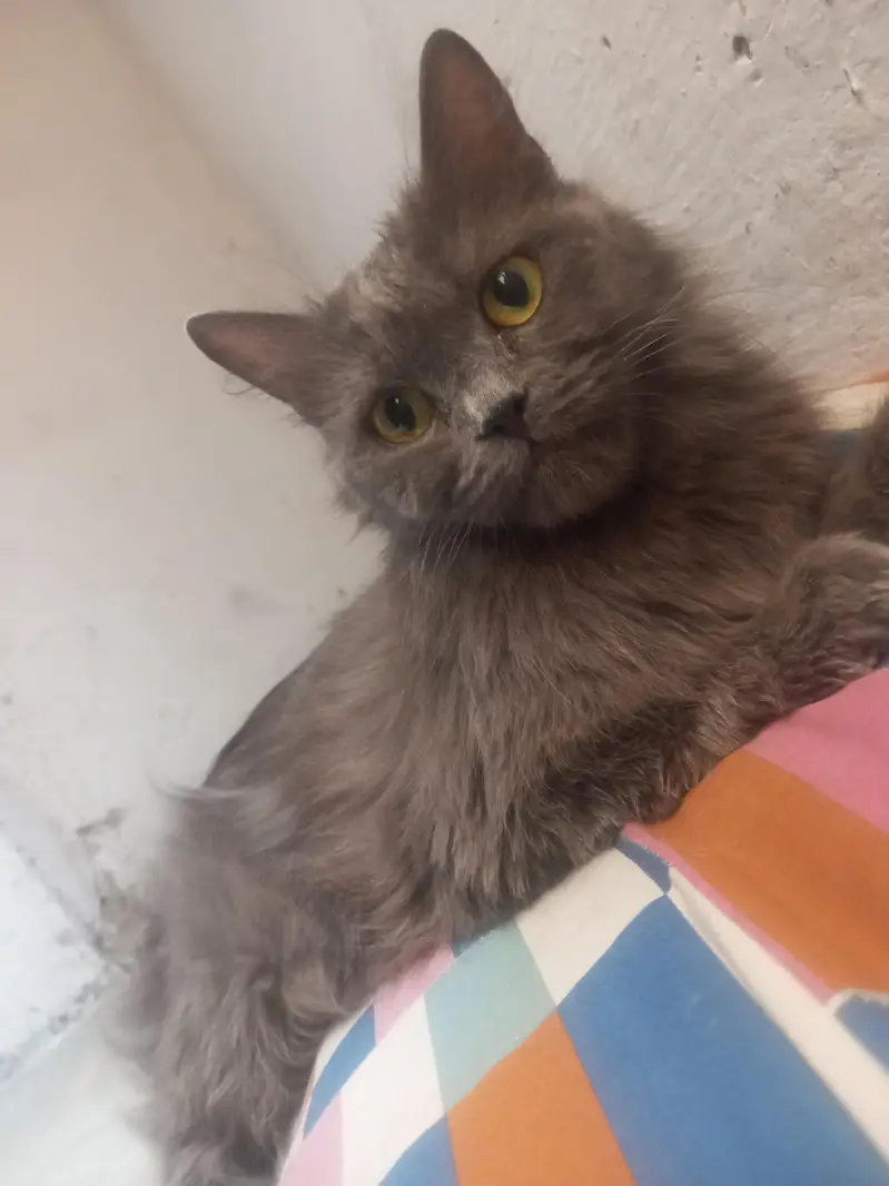 cute grey female for sale — photo 4