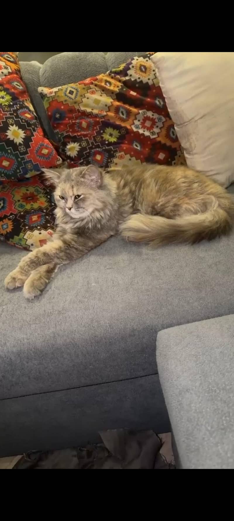for adopt 1