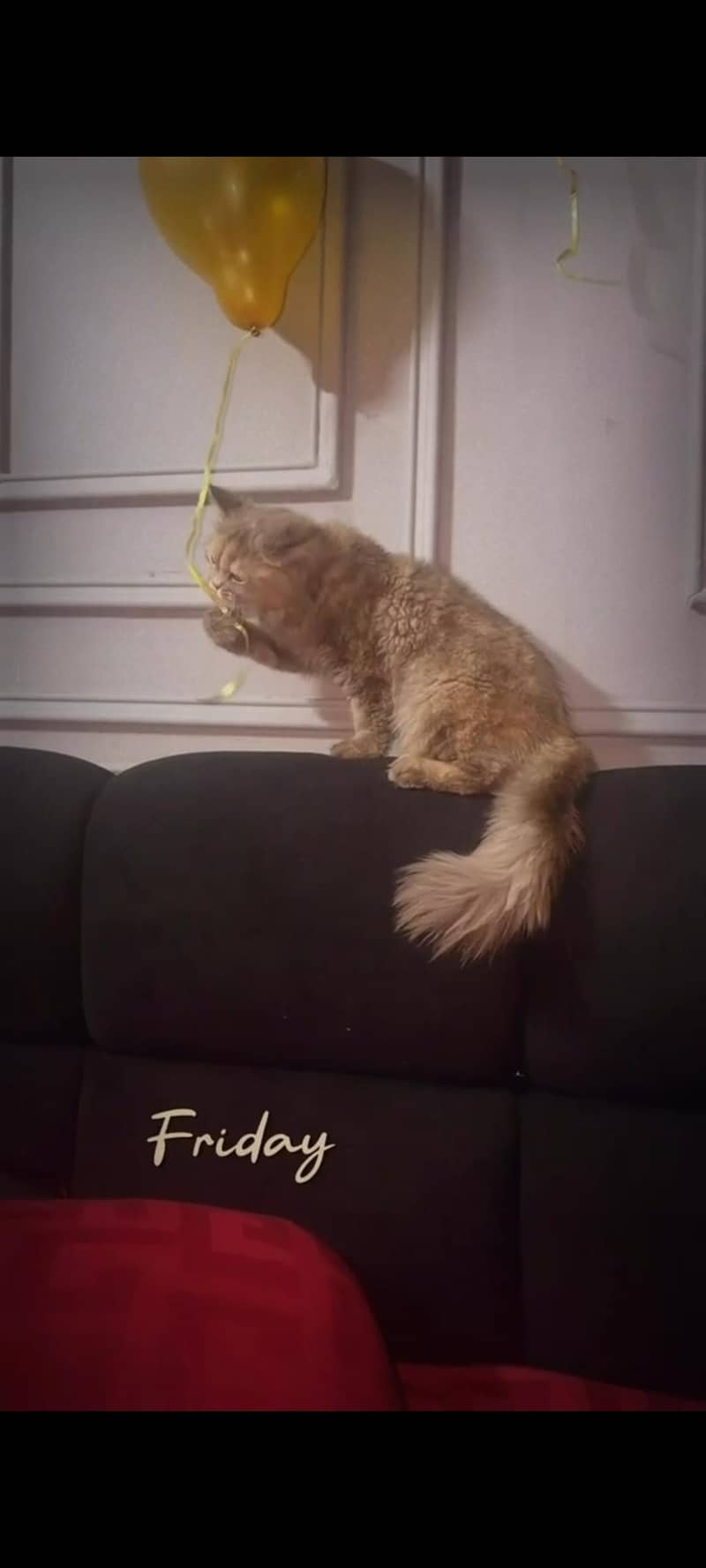 for adopt 2